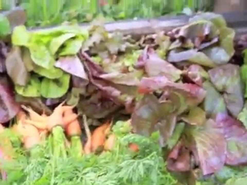 EcoJaunt: A Year of Sustainable Travel in Song & Dance 🌱