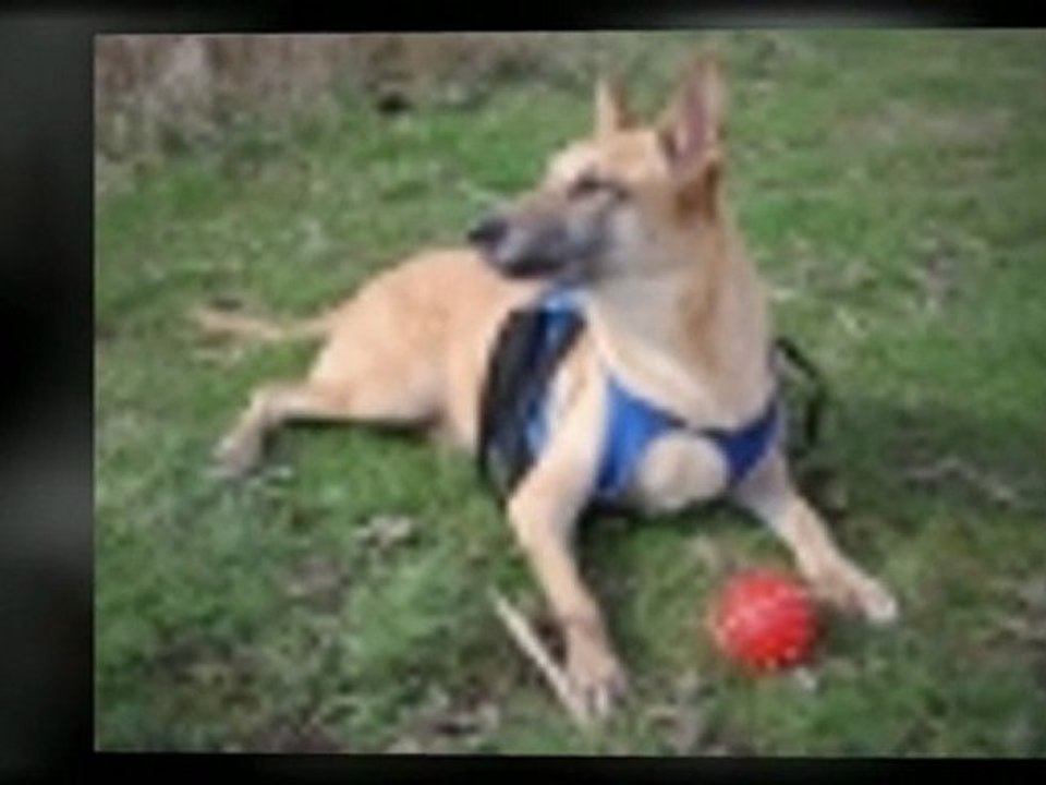 Fundamental Principles of Dog Training