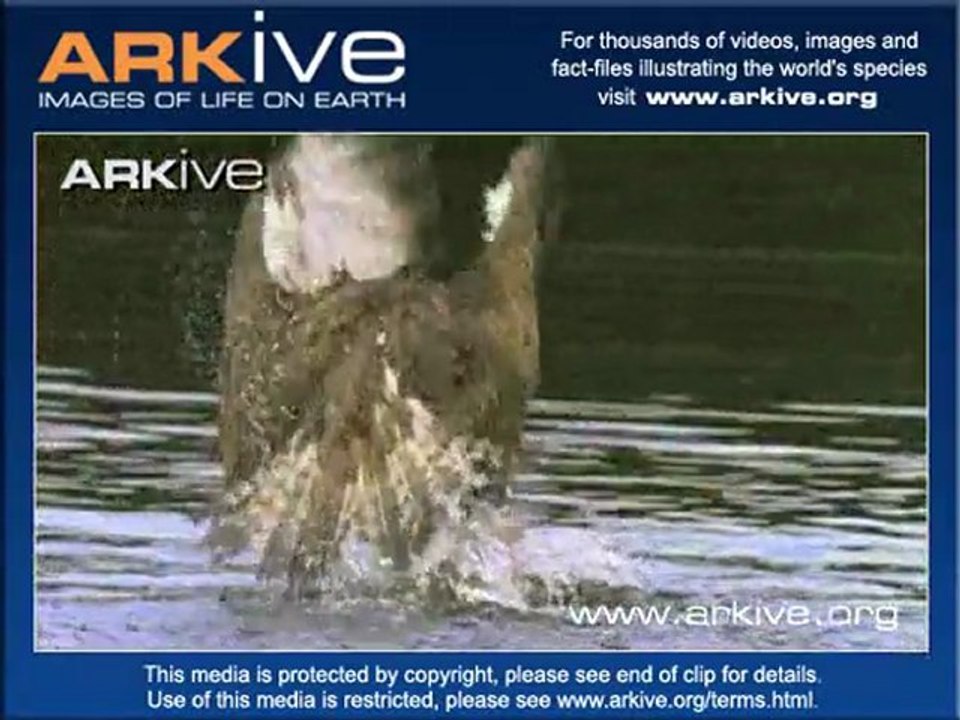 Osprey - Vahşi Doğa ve Kartal...