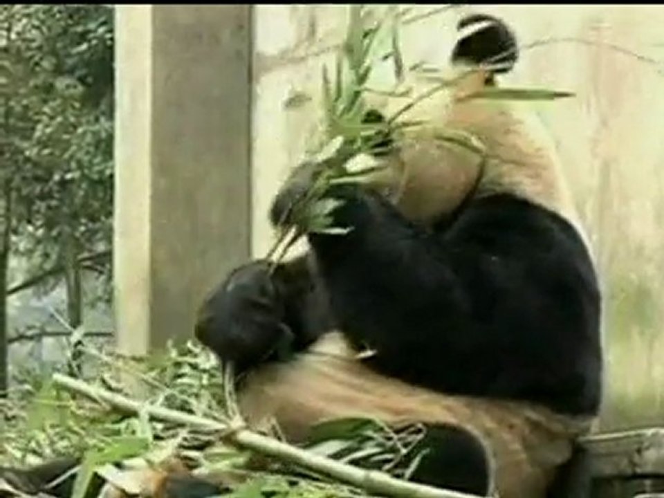 Giant pandas arrive in Scotland