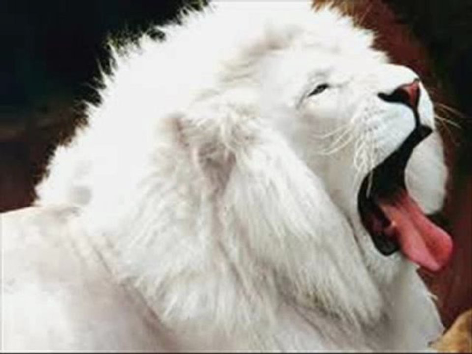 White Lion HD Trailer