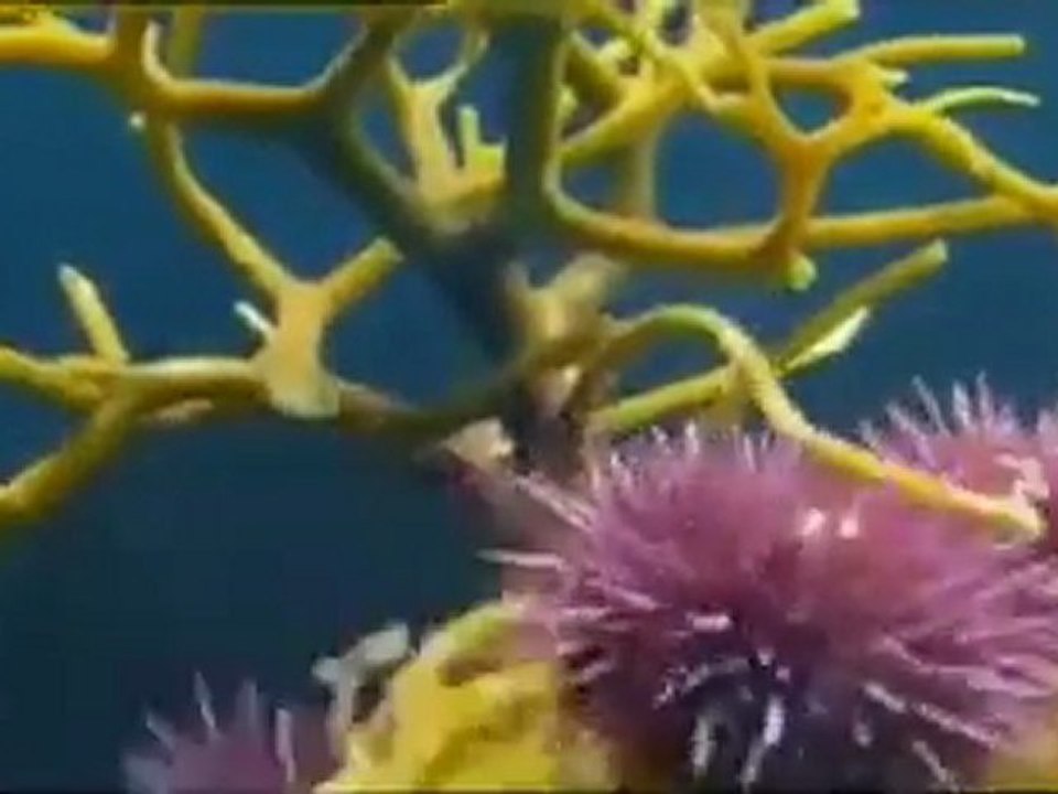 Sığ Denizler Bölüm-3 (3/4)