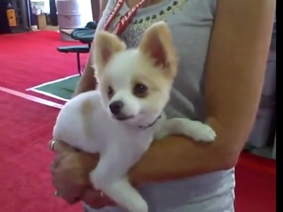 Small Dog or Small Bear