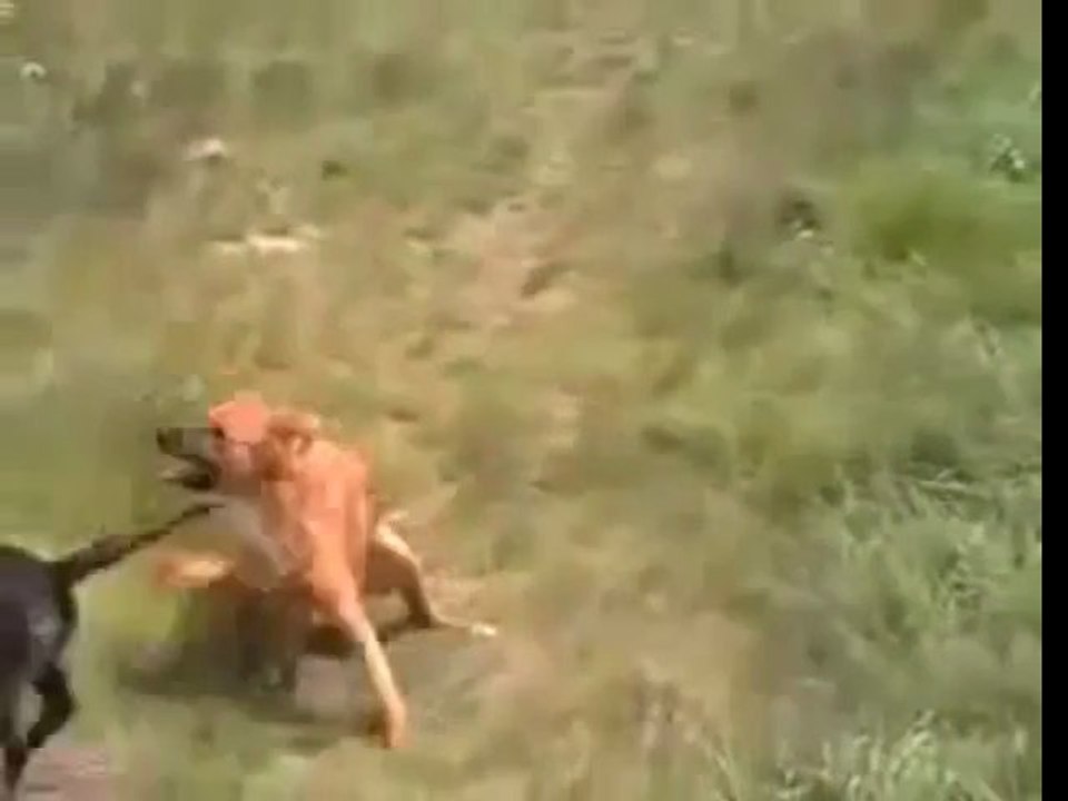 Techno Dog Raves His Face Off