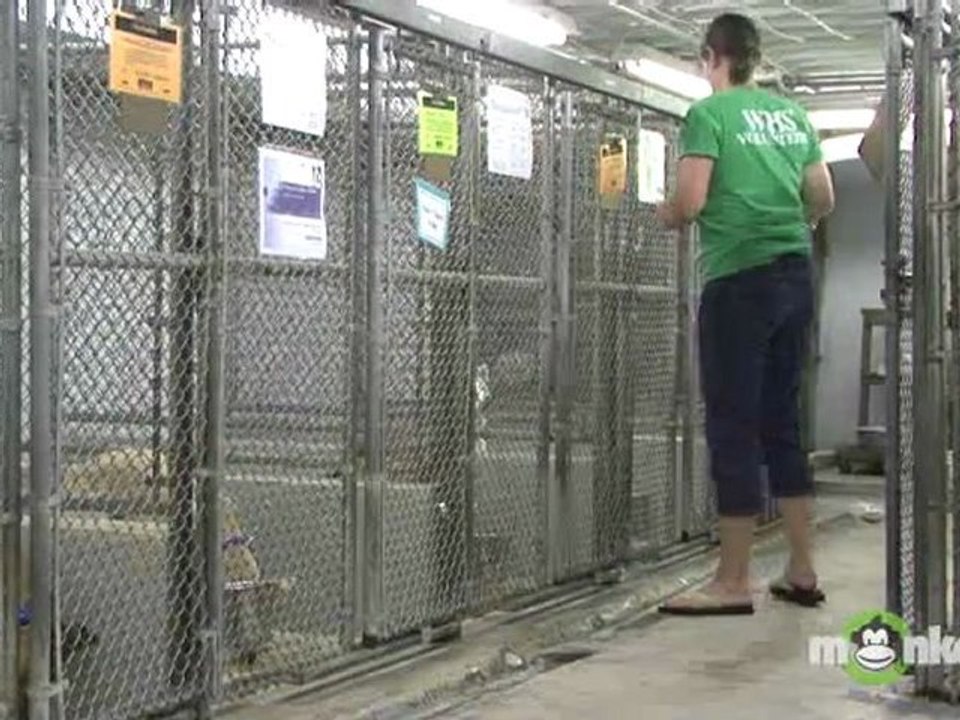 What are typical adoption fees and what do they cover?