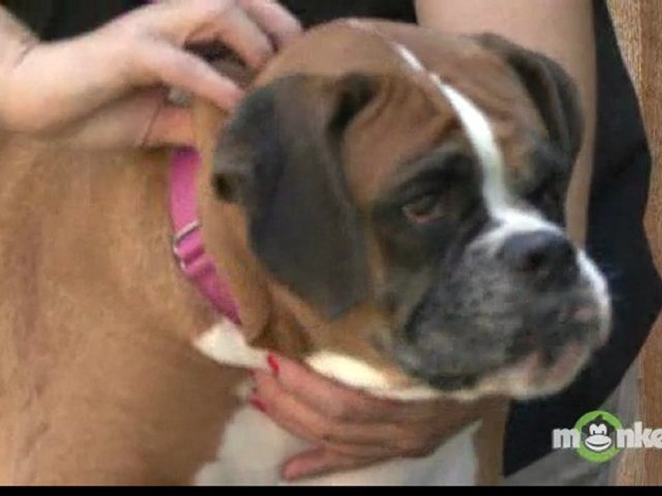 Basics of Dog Massage