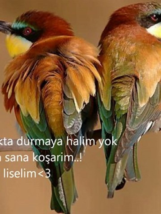 mazlum  karamsar   angin