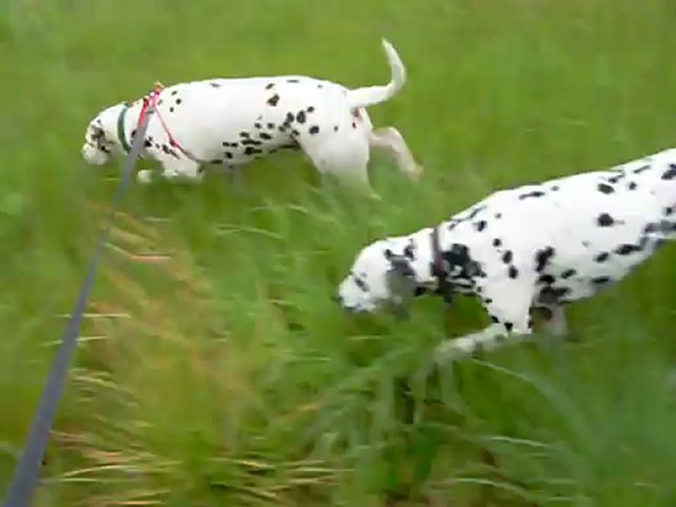 Eol dans les hautes herbes