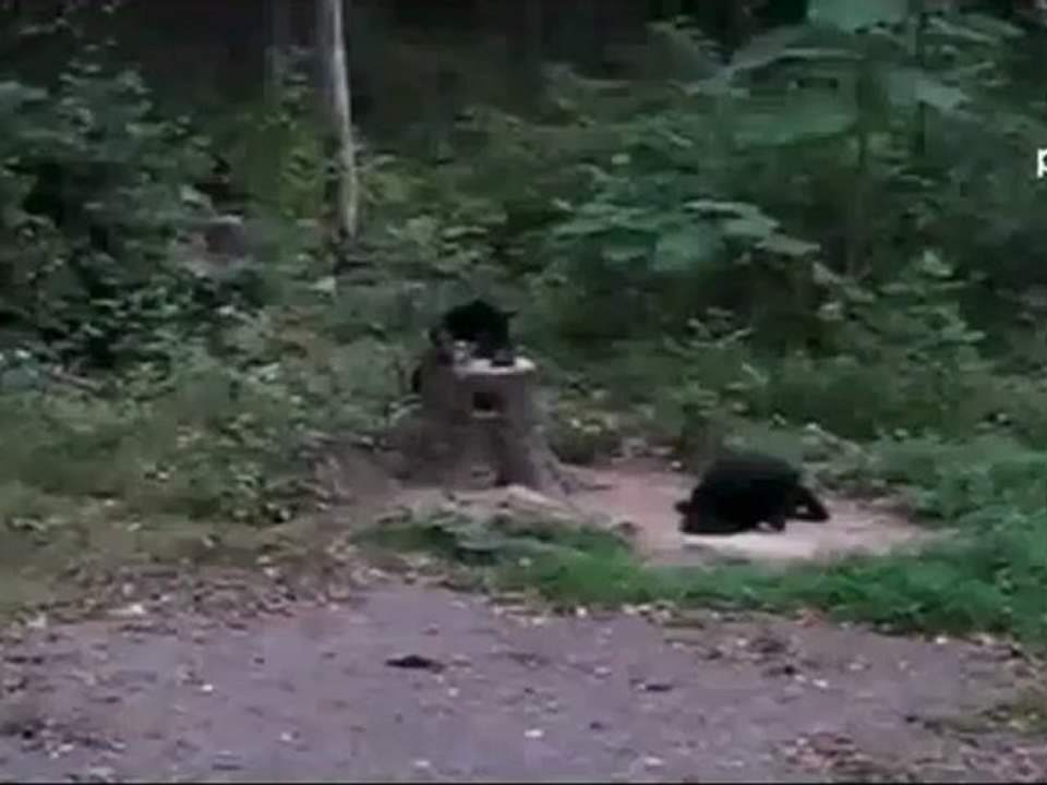 медведь против кота.