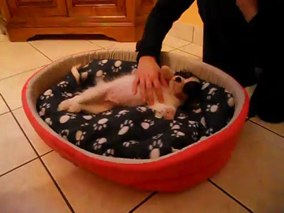 Je suis heureux, dans mon joli panier