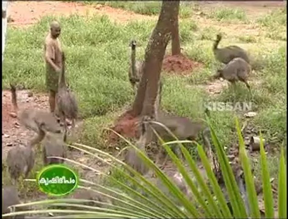 Kissan krishideepam v and v emu farm thiruvalla pathanamthitta part 2.flv