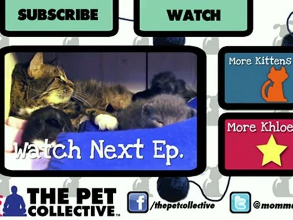 Котенок испугался