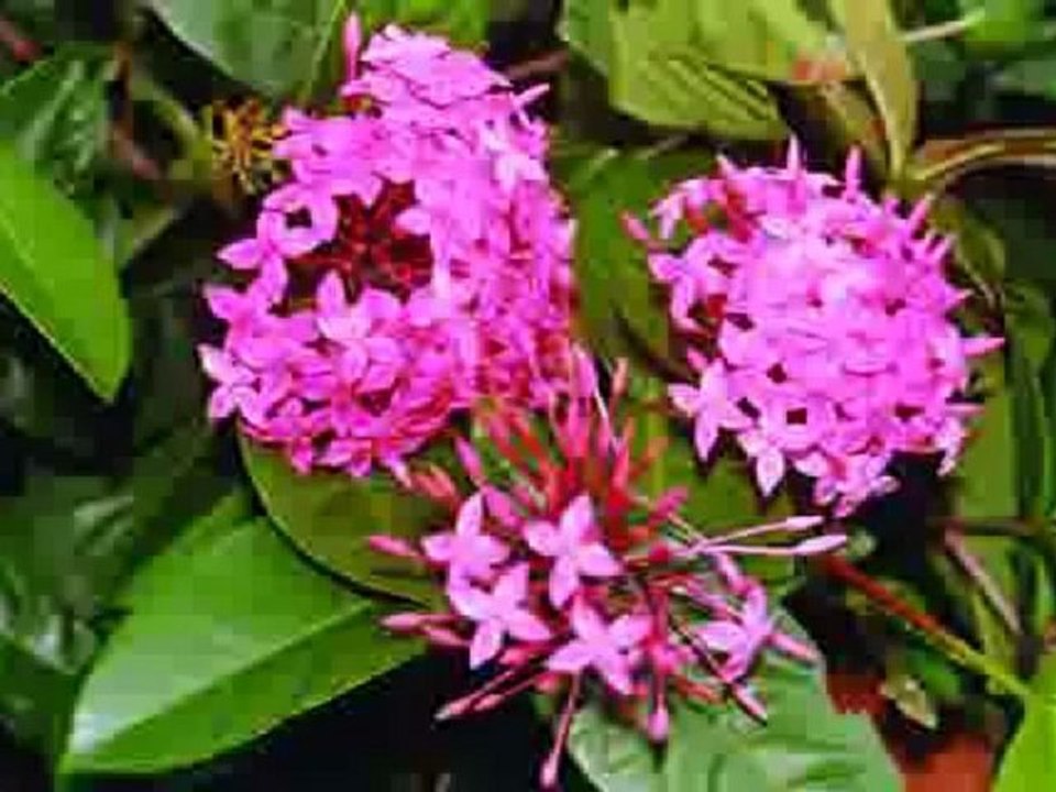 Shahnaz Rahmatullah- Anurager Gane gane Aro Kachhe