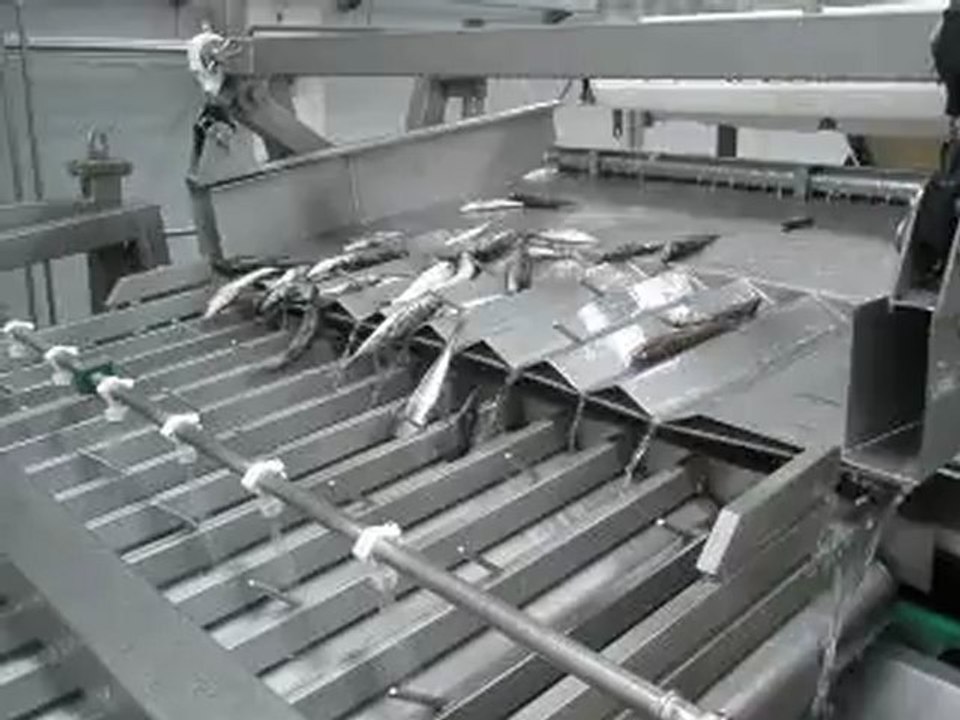 Atlantic Mackerel Classification