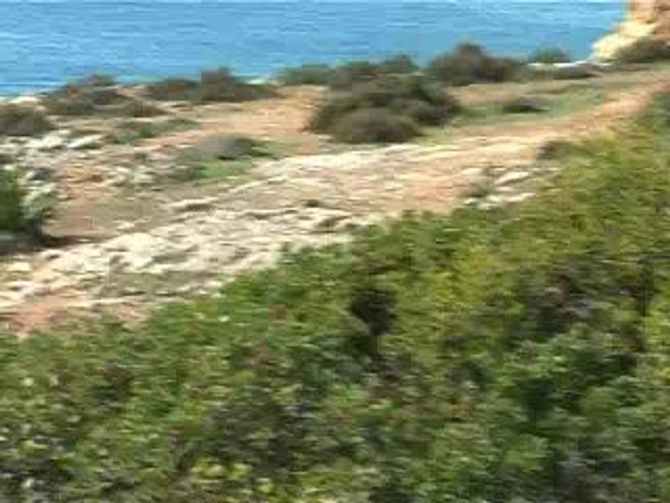 Blauwpetkroet en de witte polifinario: Vakantieherinneringen uit Portugal