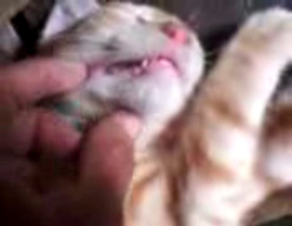 1 Molestando a mi gato mientras duerme 💤