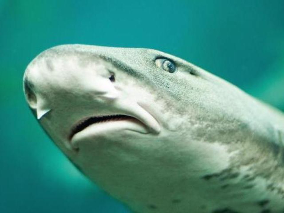 Shark Falls Out of Sky Onto Golf Course