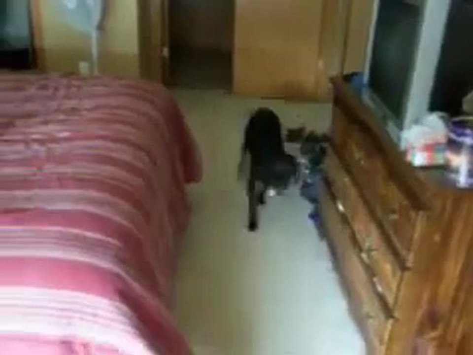 Dog knows difference between bath and walk.