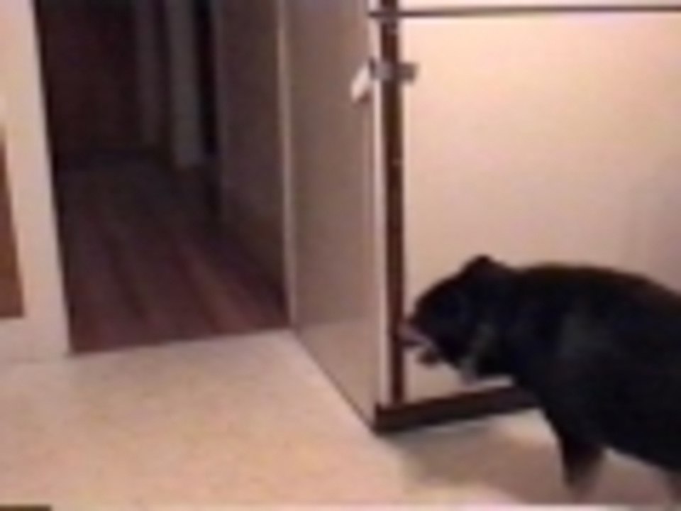 Refrigerator robbery mystery solved