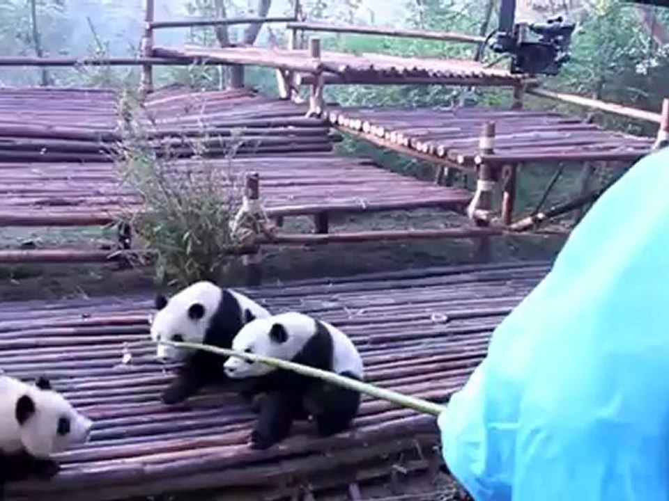 Les pandas de chendu: le training des pandas