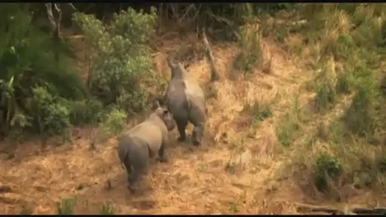Save the rhino song
