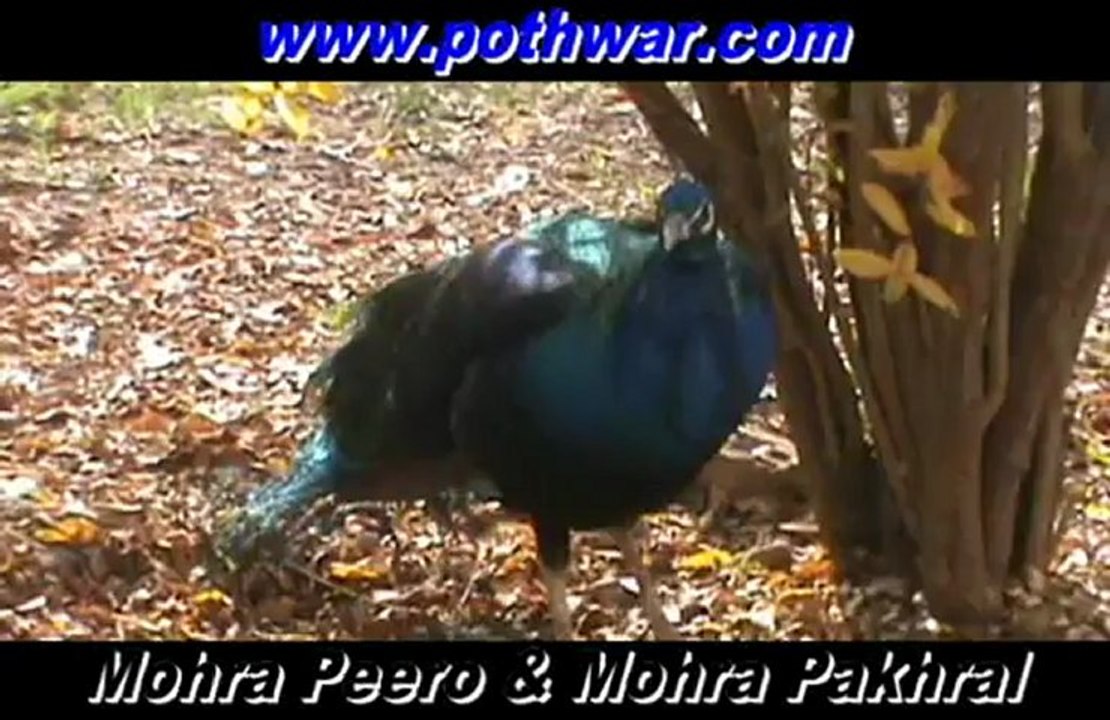 Mohra Peero & Mohra Pakhral tour