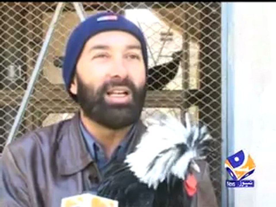 Discover the Different Types of Chicken in DIK-Pakistan 🍗