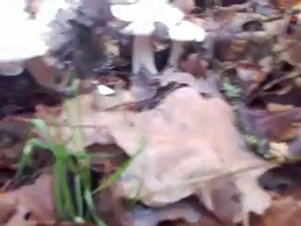 Грибы в ноябре 2012