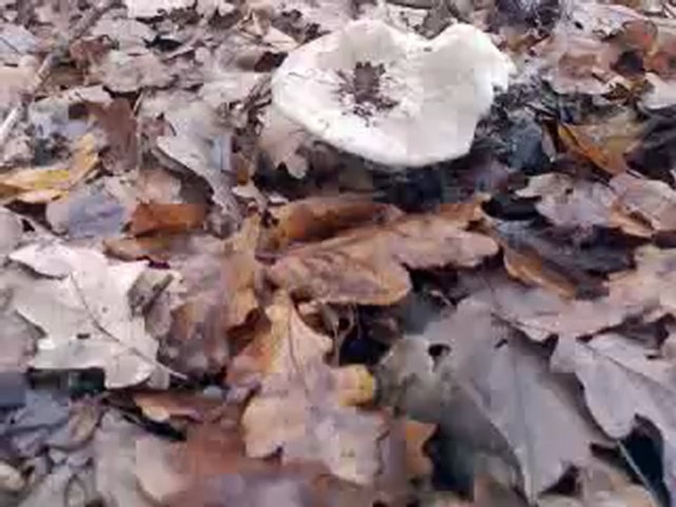 Грибы в ноябре 2012 г