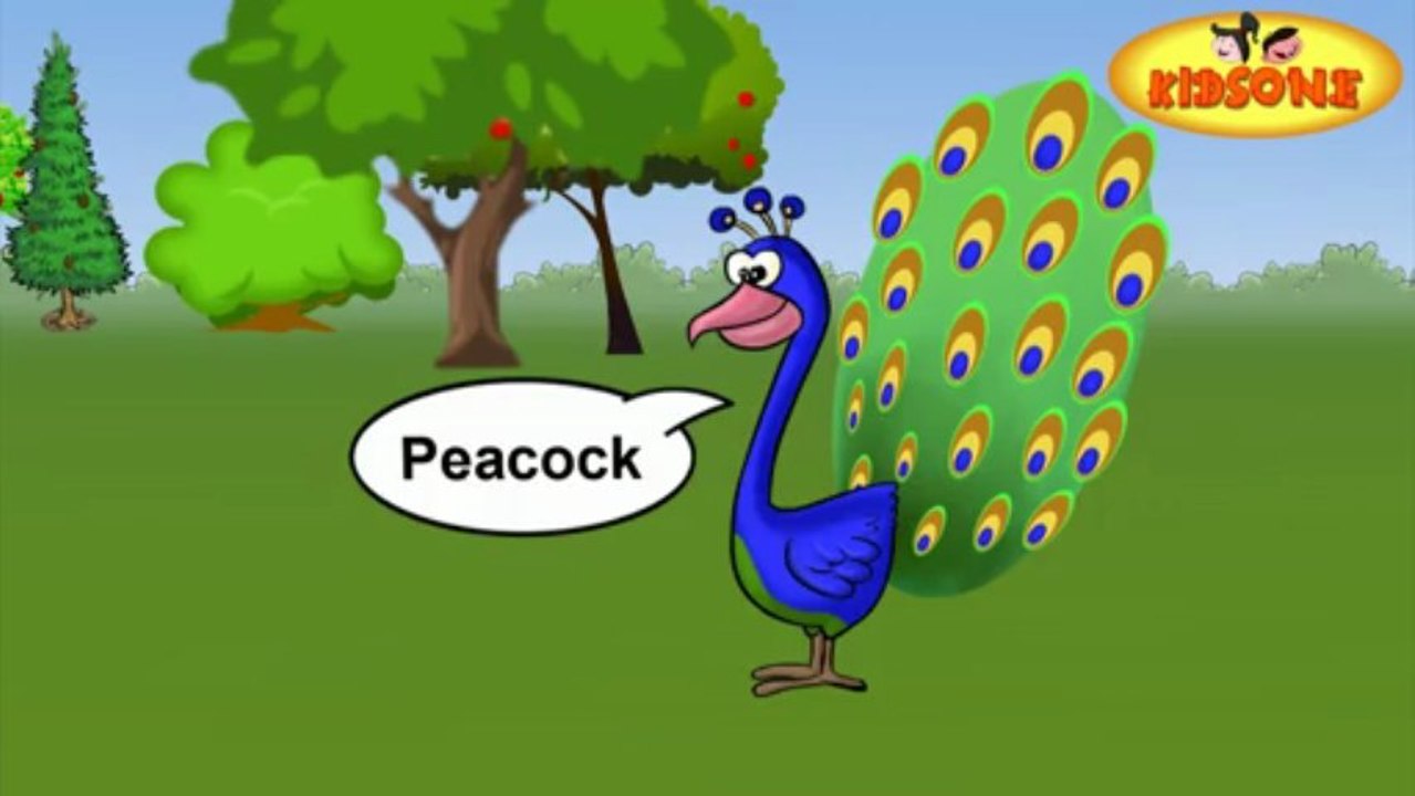 Types Of Birds In English - For Kids