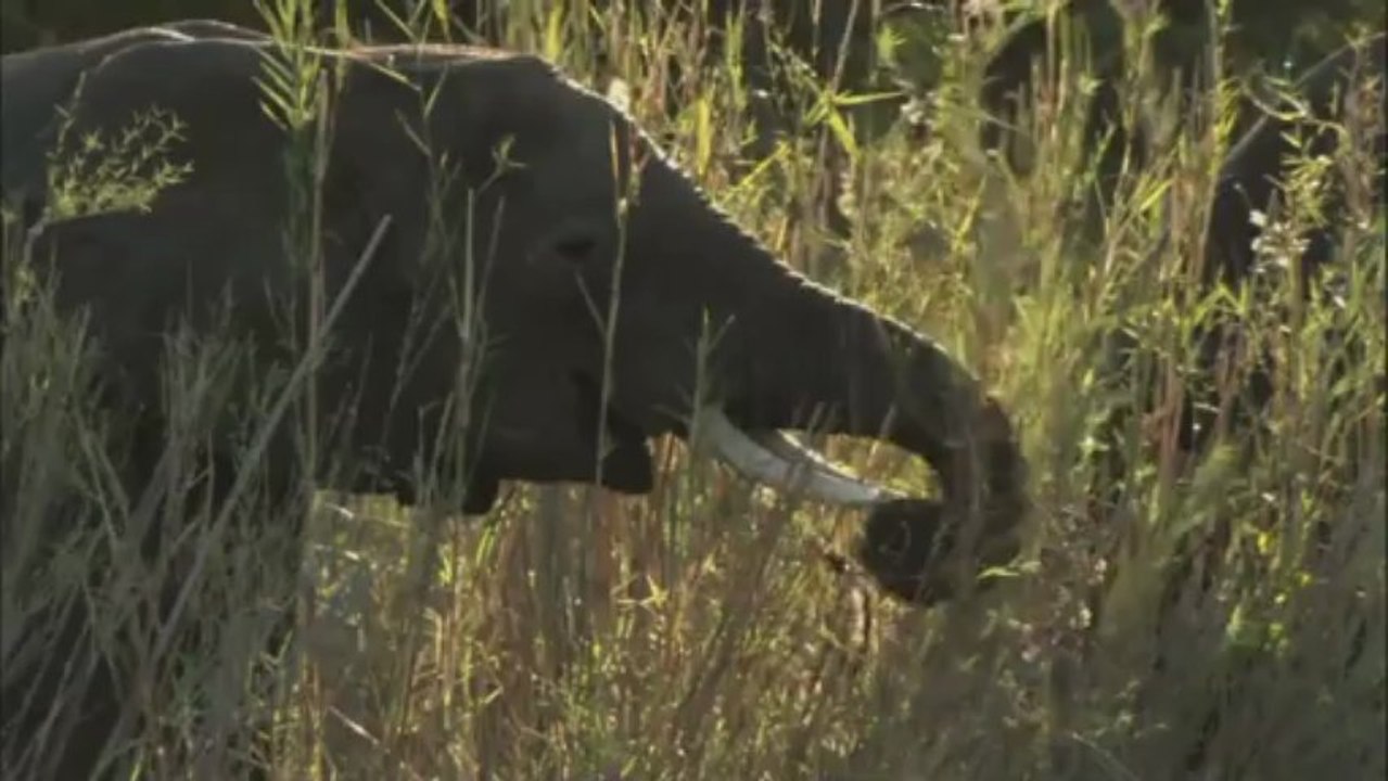 African Sunset - African Tribal Orchestra..