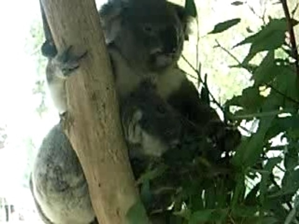 Koalas: Maman et Bébé 🐨
