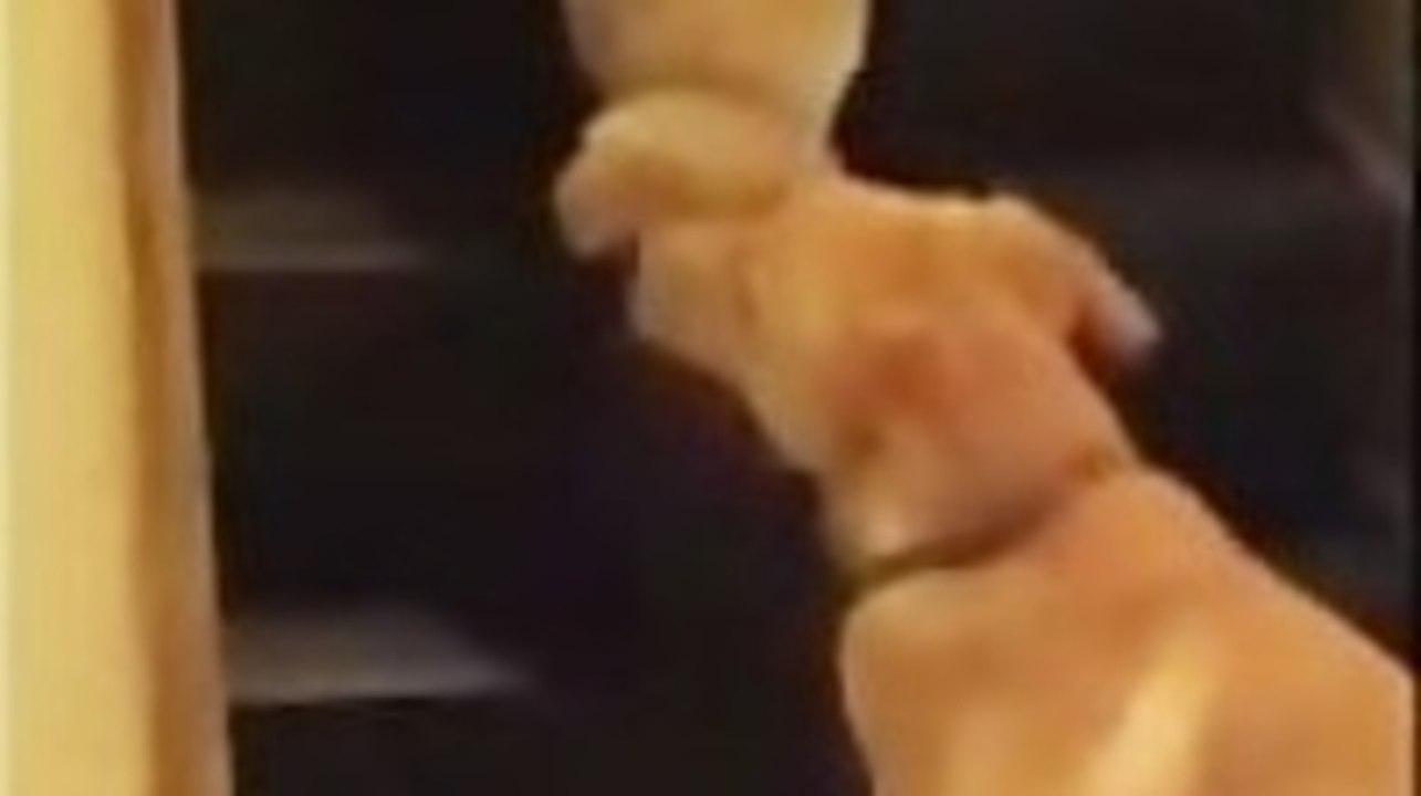 The Difference Between Cats And Dogs