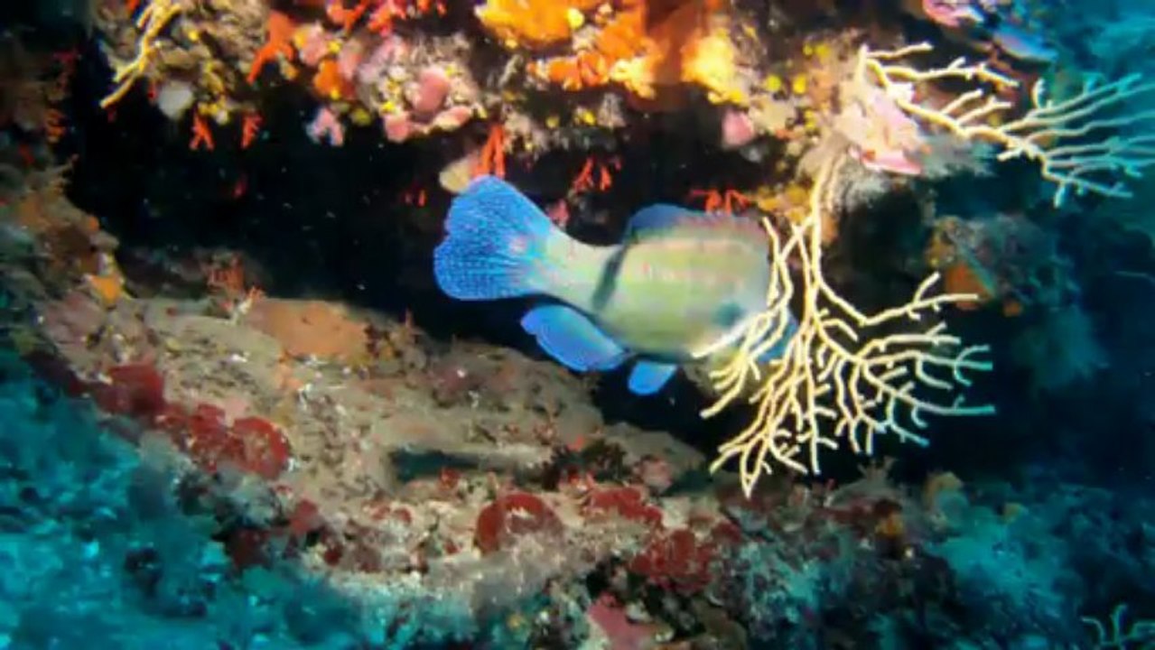 Les deux frères Mars 2013