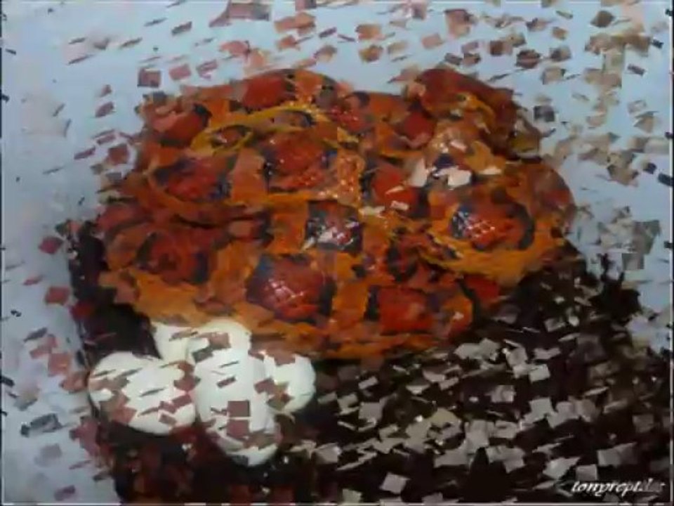 Tony Cercle Reptiles: The Ultimate Extended Collection 🦎