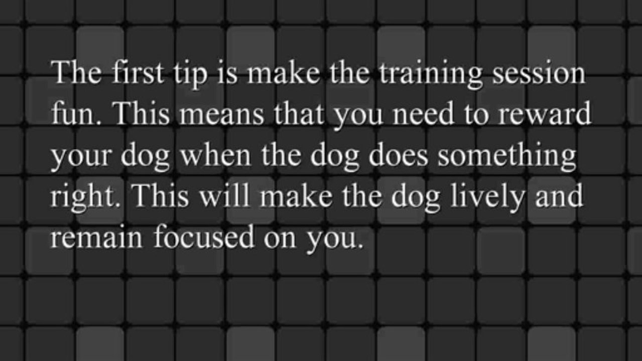 Quick Dog Training Tips For Beginners