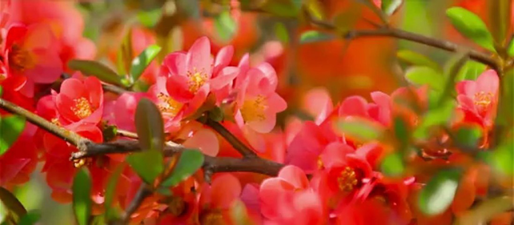 2013.04.27 Дмитрий и Екатерина