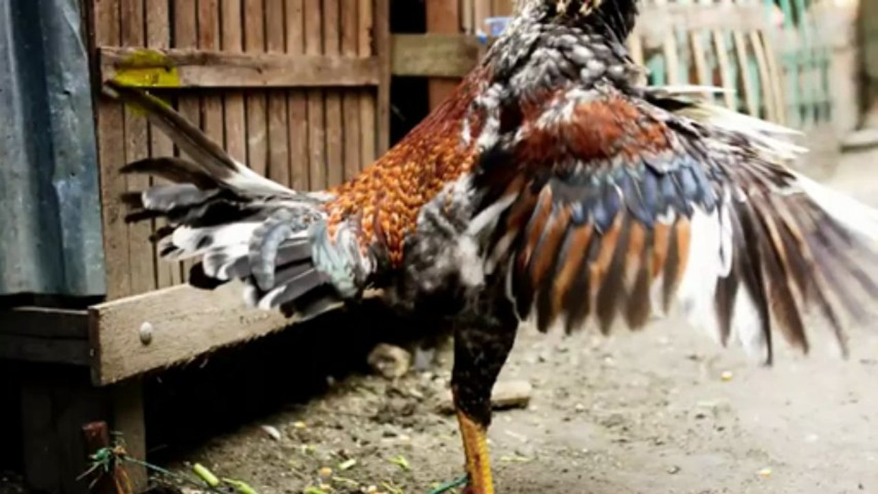 Photoshop CS4 Tutorial - First six tools overview (beginner)