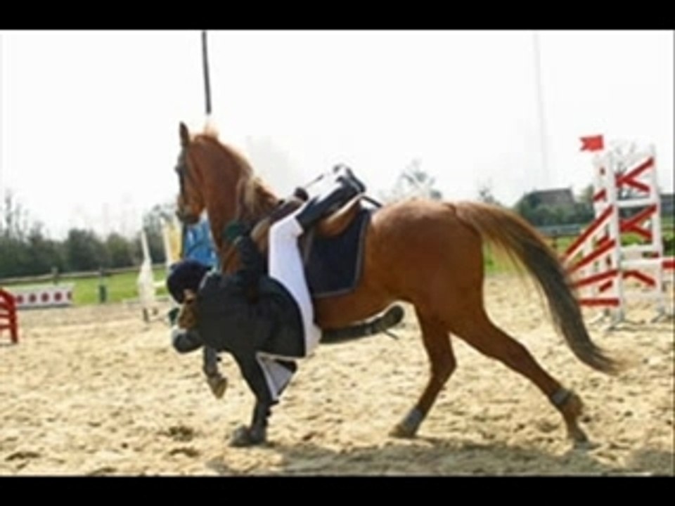 Top Des Gamelles Drôles du Net 🐴