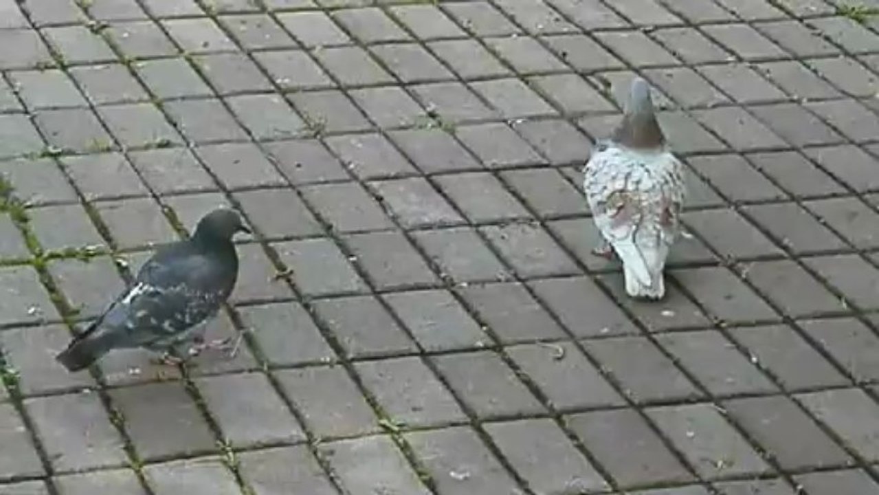 давай поцелуемся!