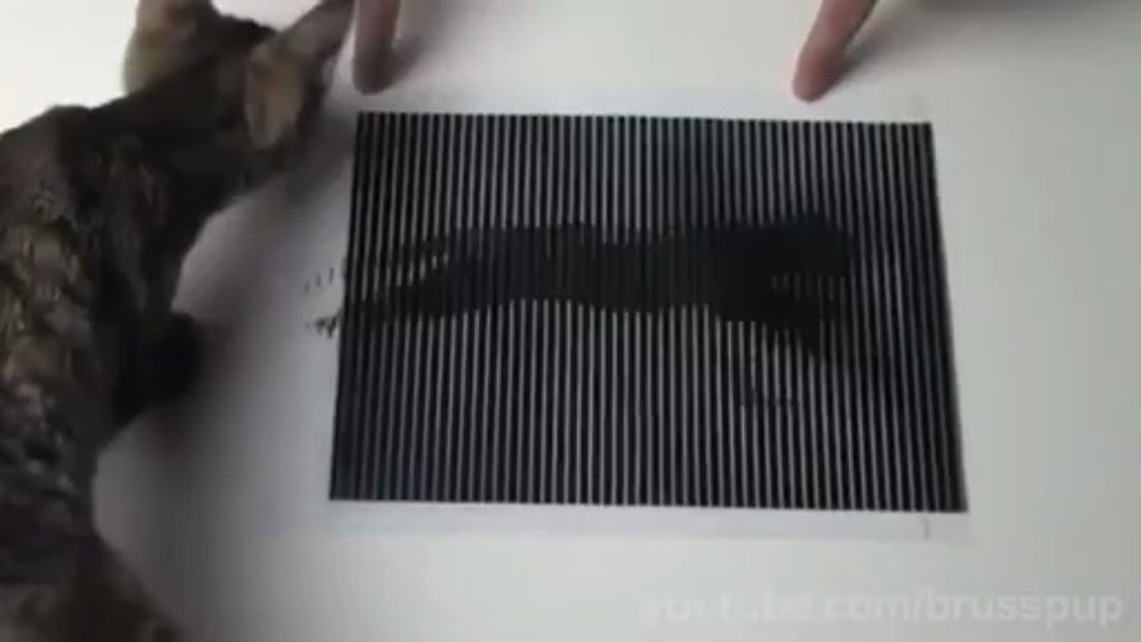 ilusión﻿ óptica vs brujería