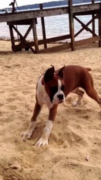 Забавная реакция собаки на лимон