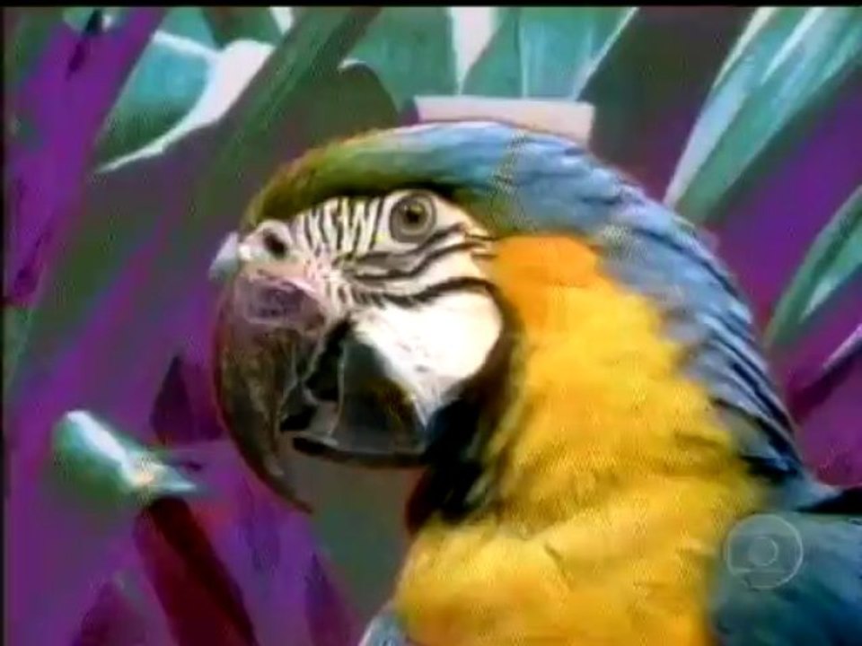 Abertura 1986 & 2006 Highlights