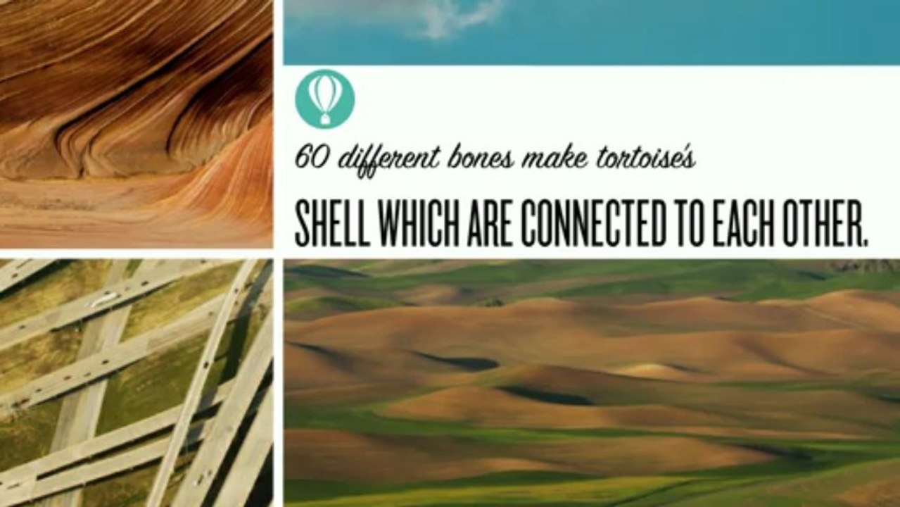 Interesting Facts About Tortoise