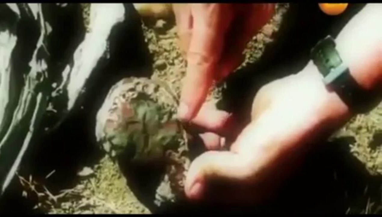 Обнаружение скелетов древних великанов