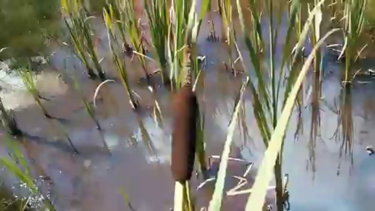 Découverte de la Quenouille dans un Marécage avec Johnny Crying 🌿