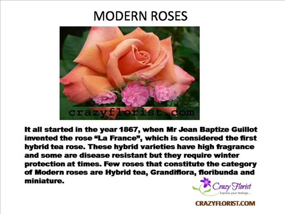 types of roses