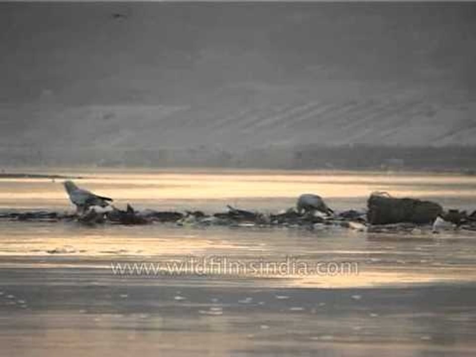Egyptian Vulture - a global citizen