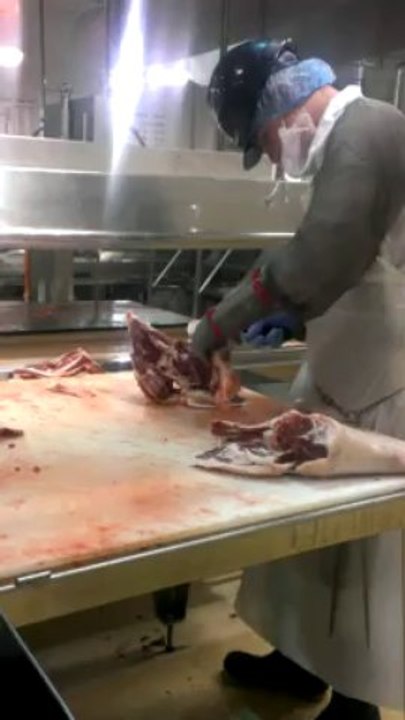 Primals: Nature's Raw Power 🌿