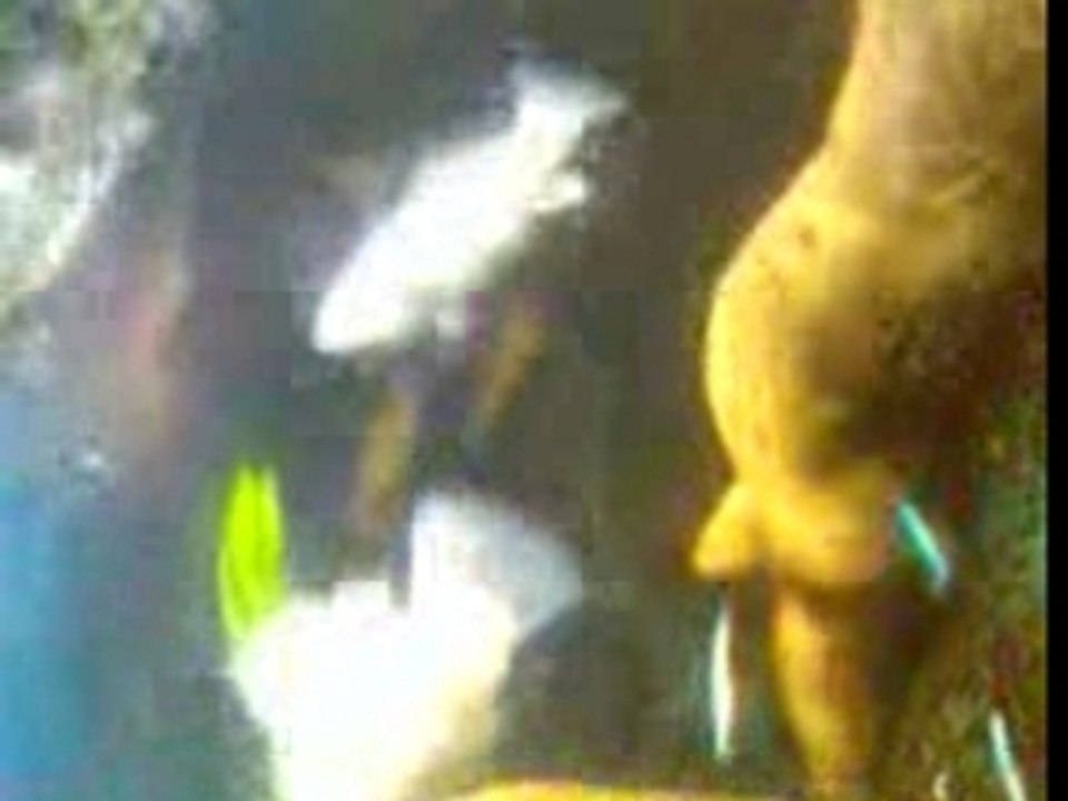 Découverte de l'Aquarium 🐠